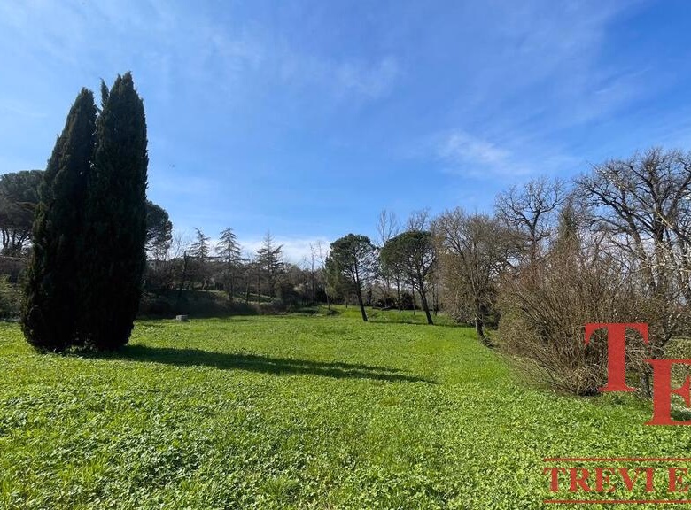 Sunny park landscape with towering cypress and bare trees.